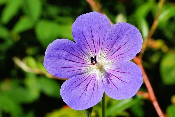 flower 397975 640 1