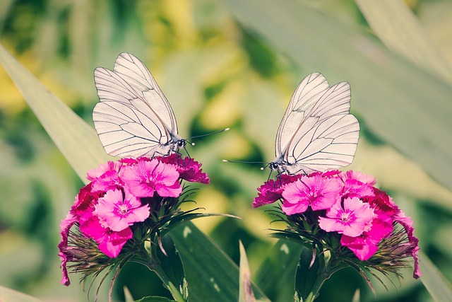 tree whites 1535598 640